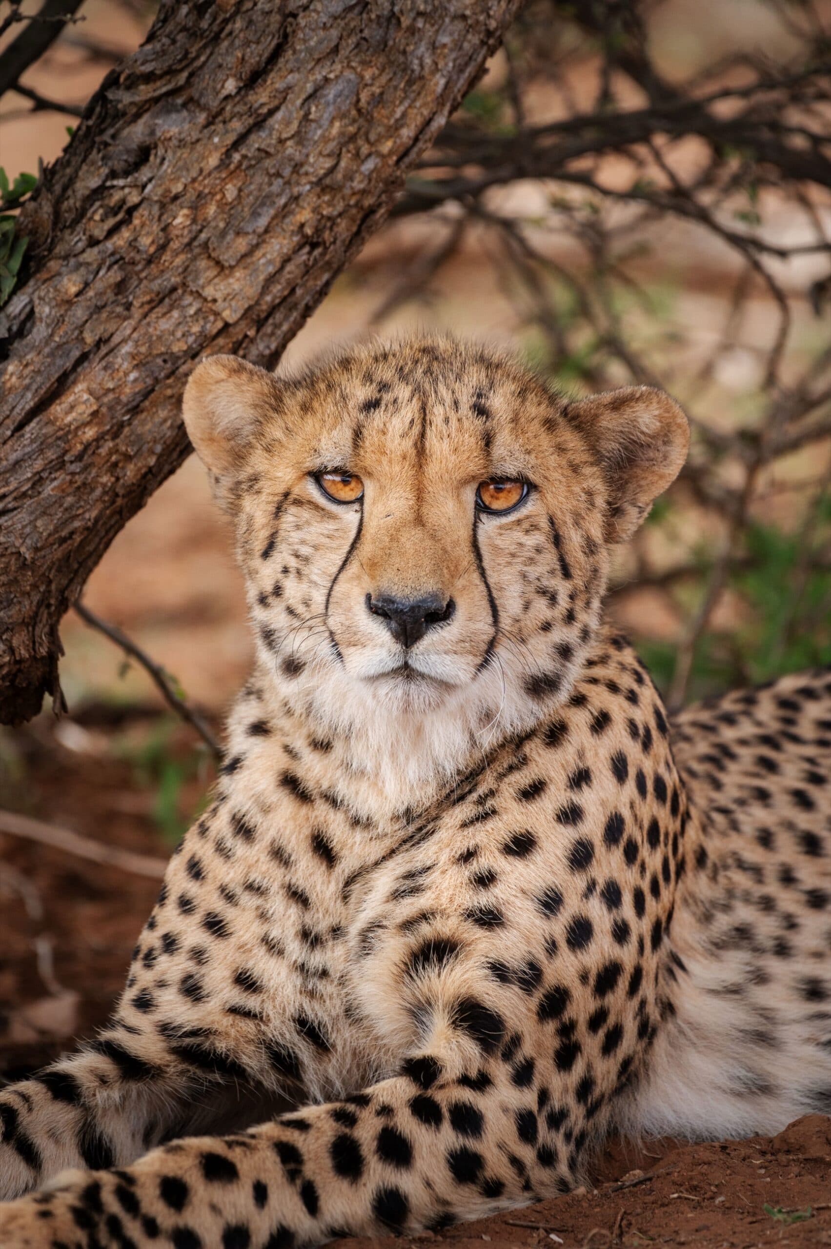 cheetah