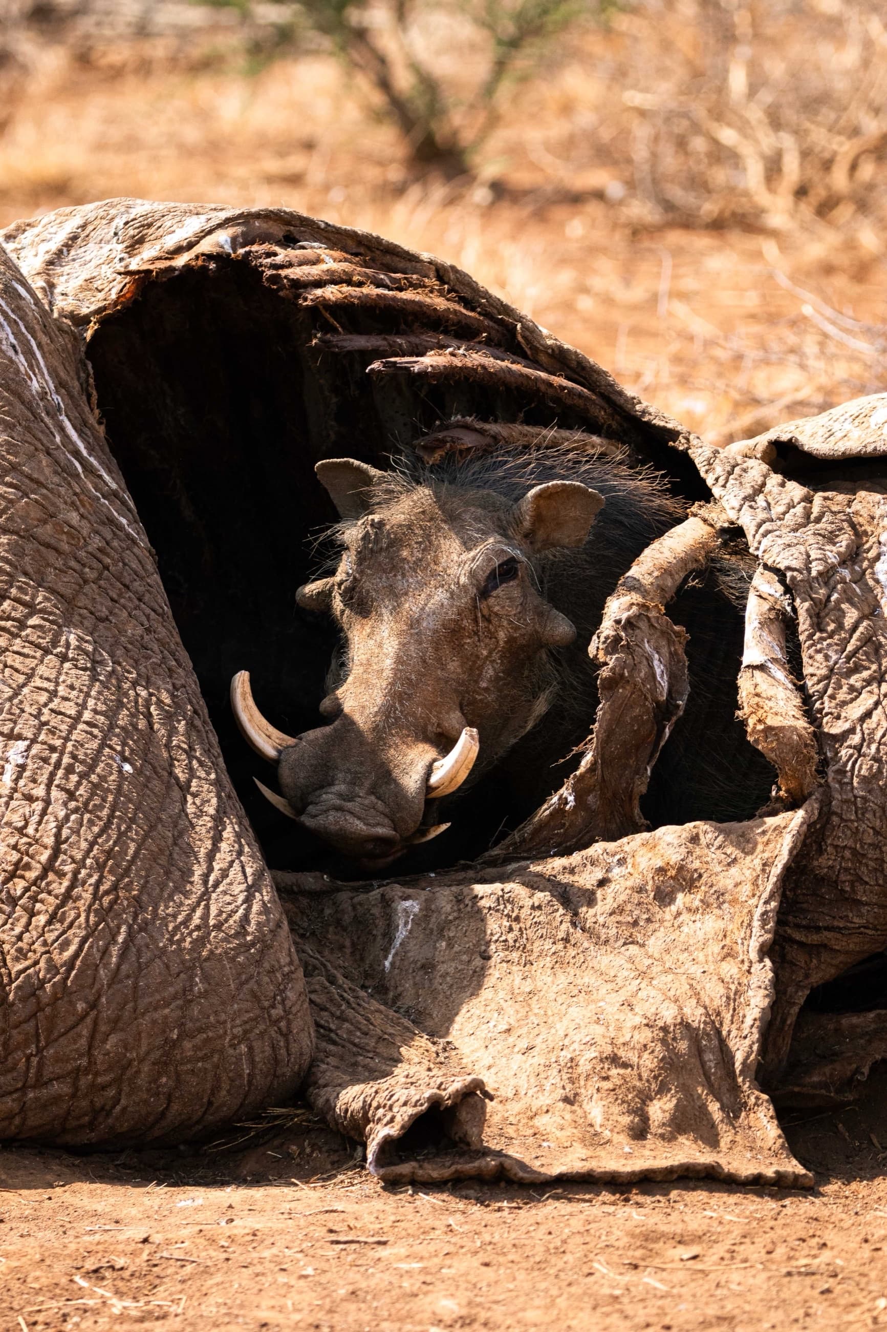 Safari & Wildlife