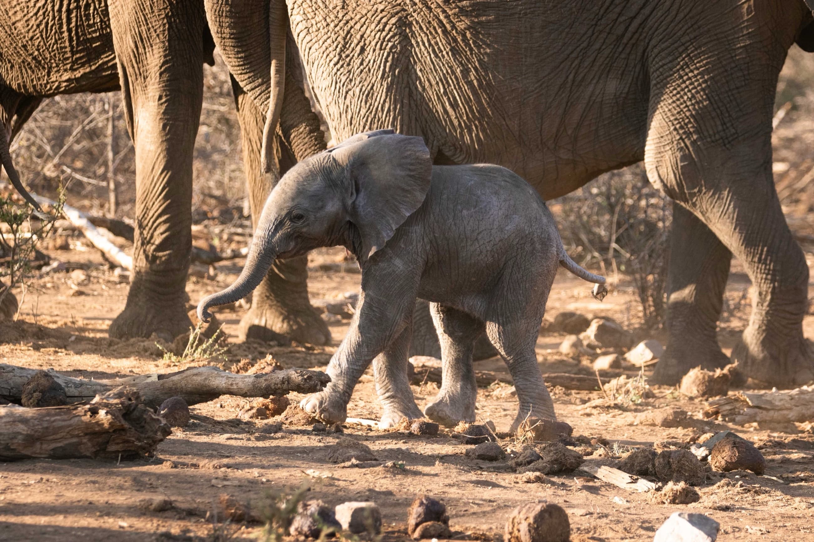 Safari & Wildlife