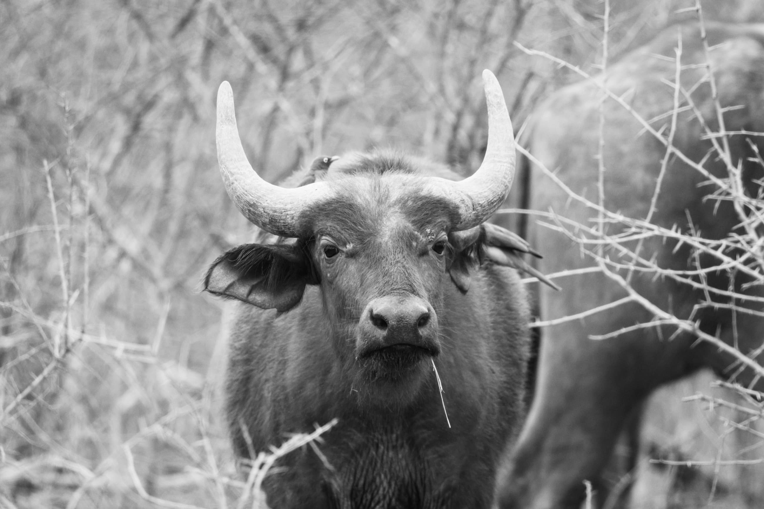 Safari & Wildlife