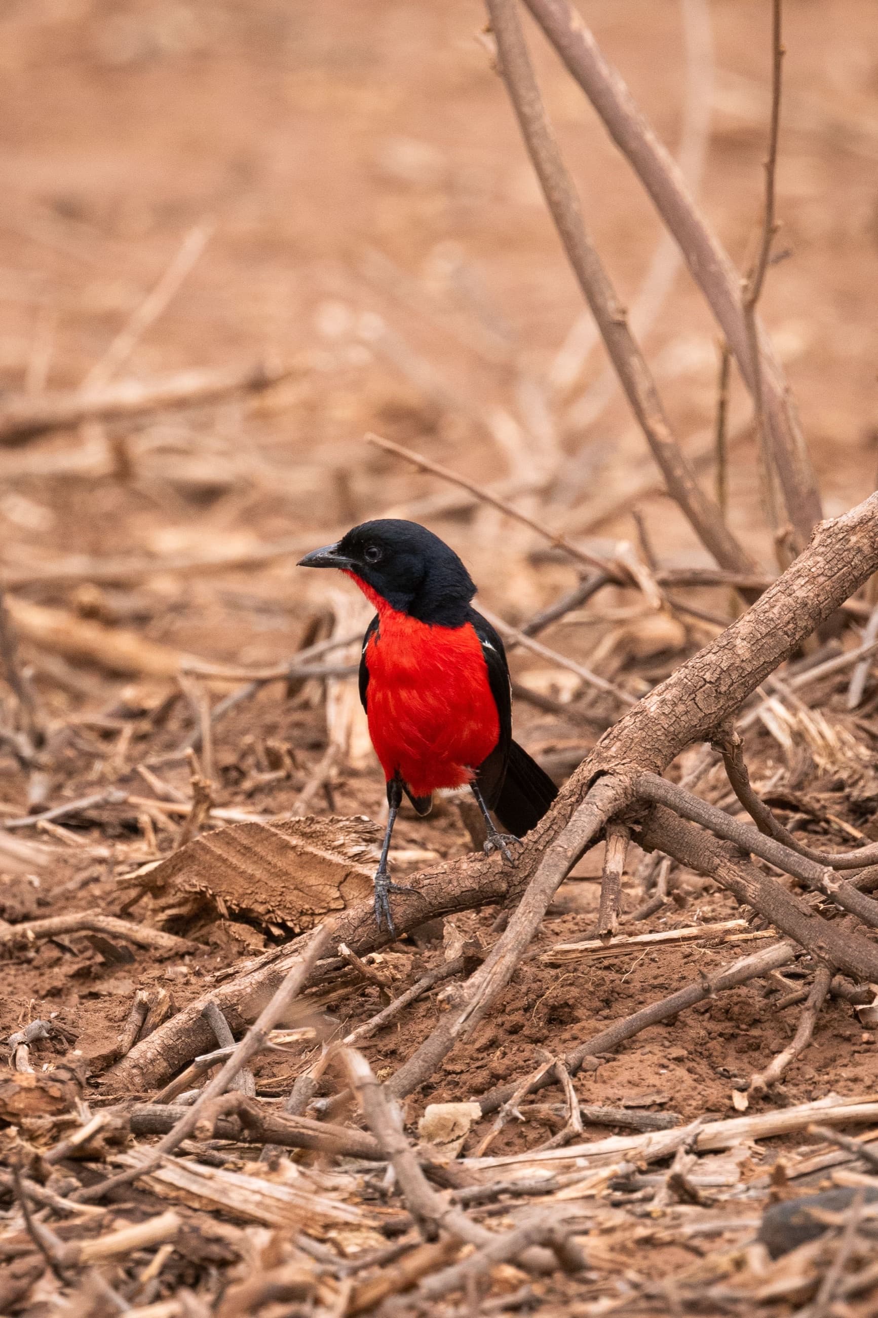 Safari & Wildlife