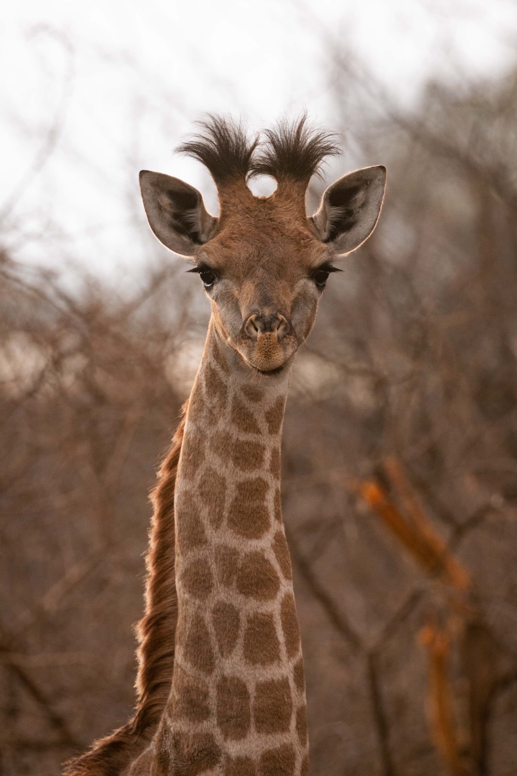 Safari & Wildlife