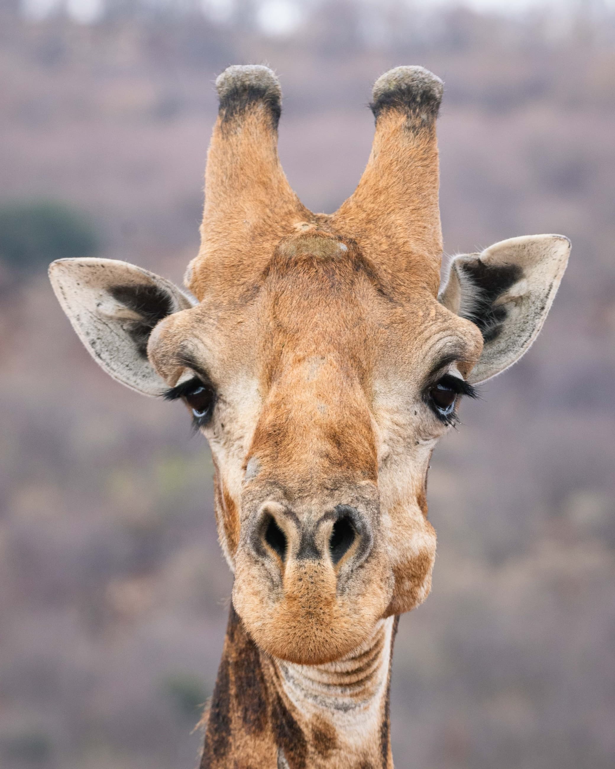 Safari & Wildlife