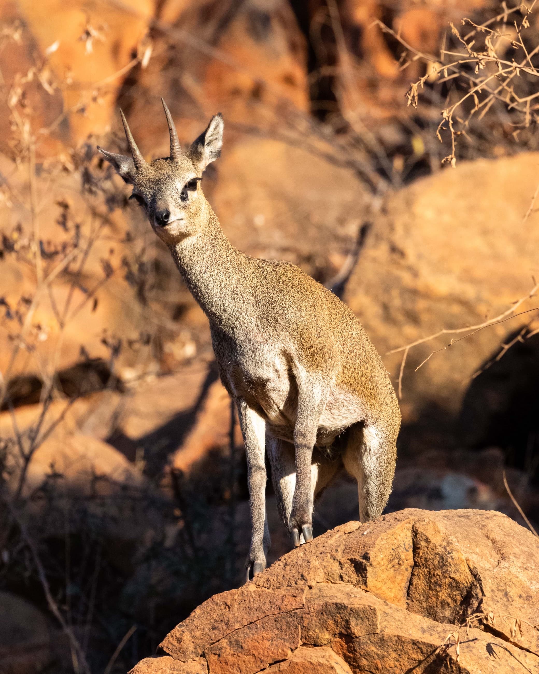 Safari & Wildlife