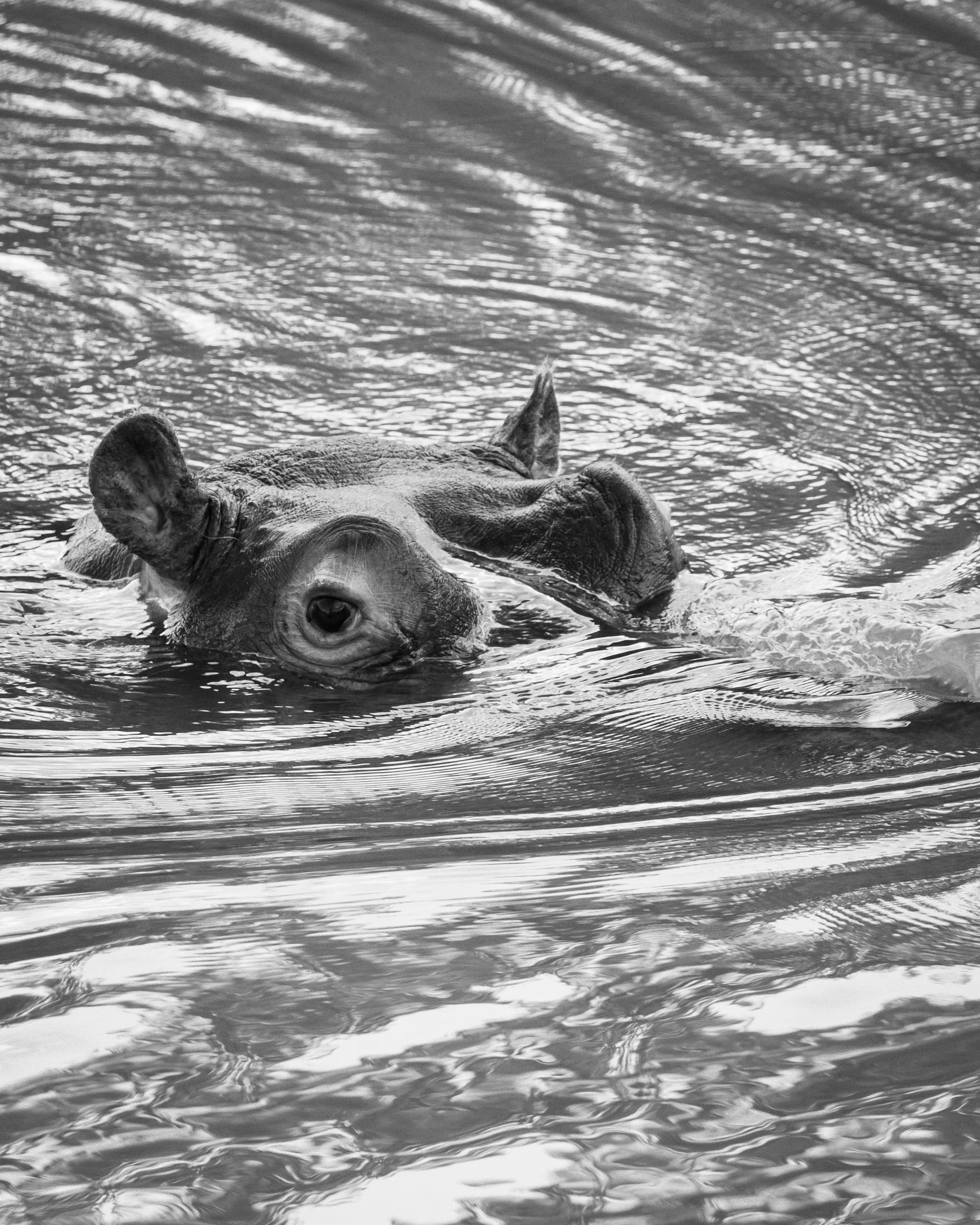 Safari & Wildlife