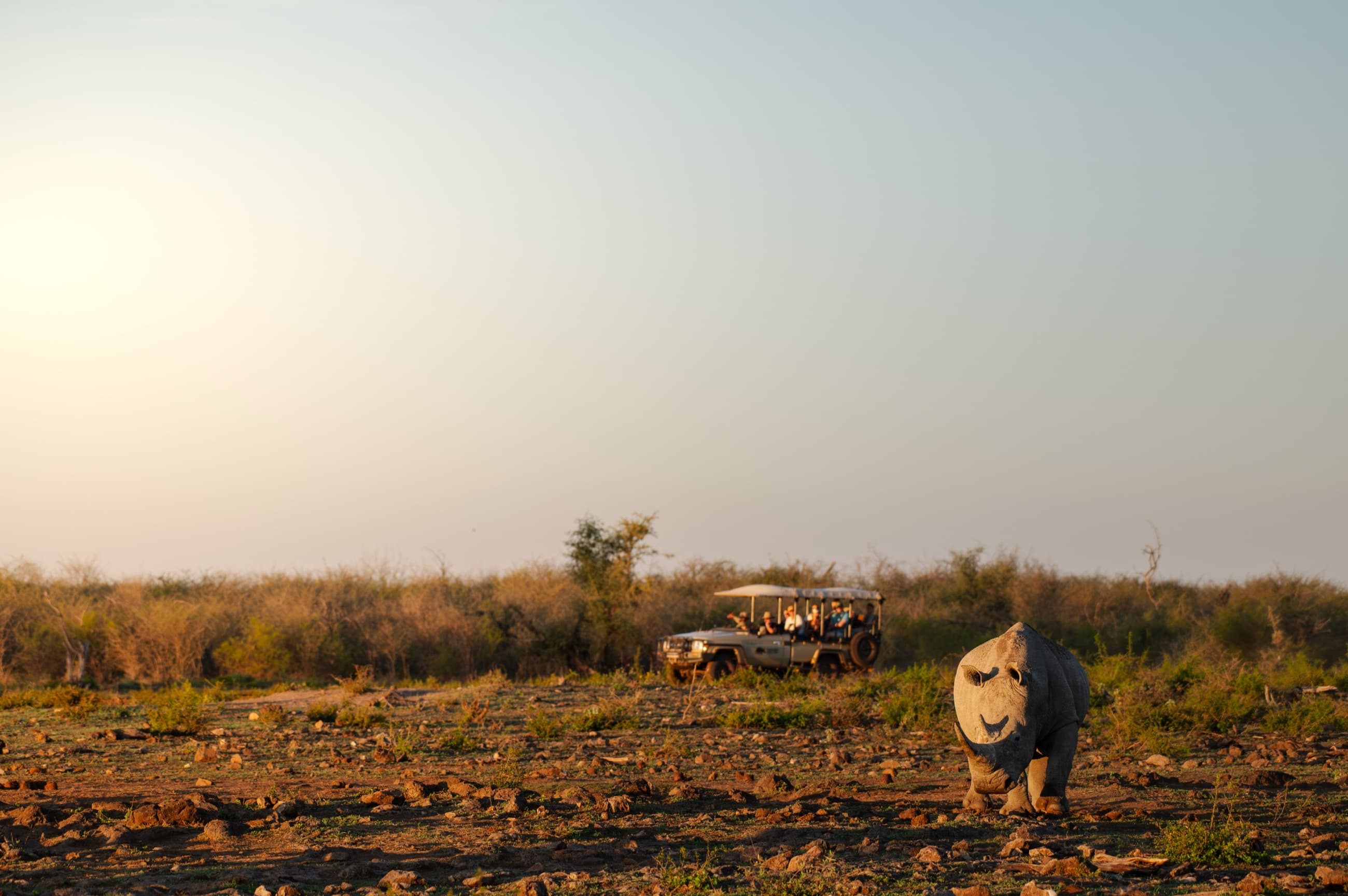 Safari & Wildlife