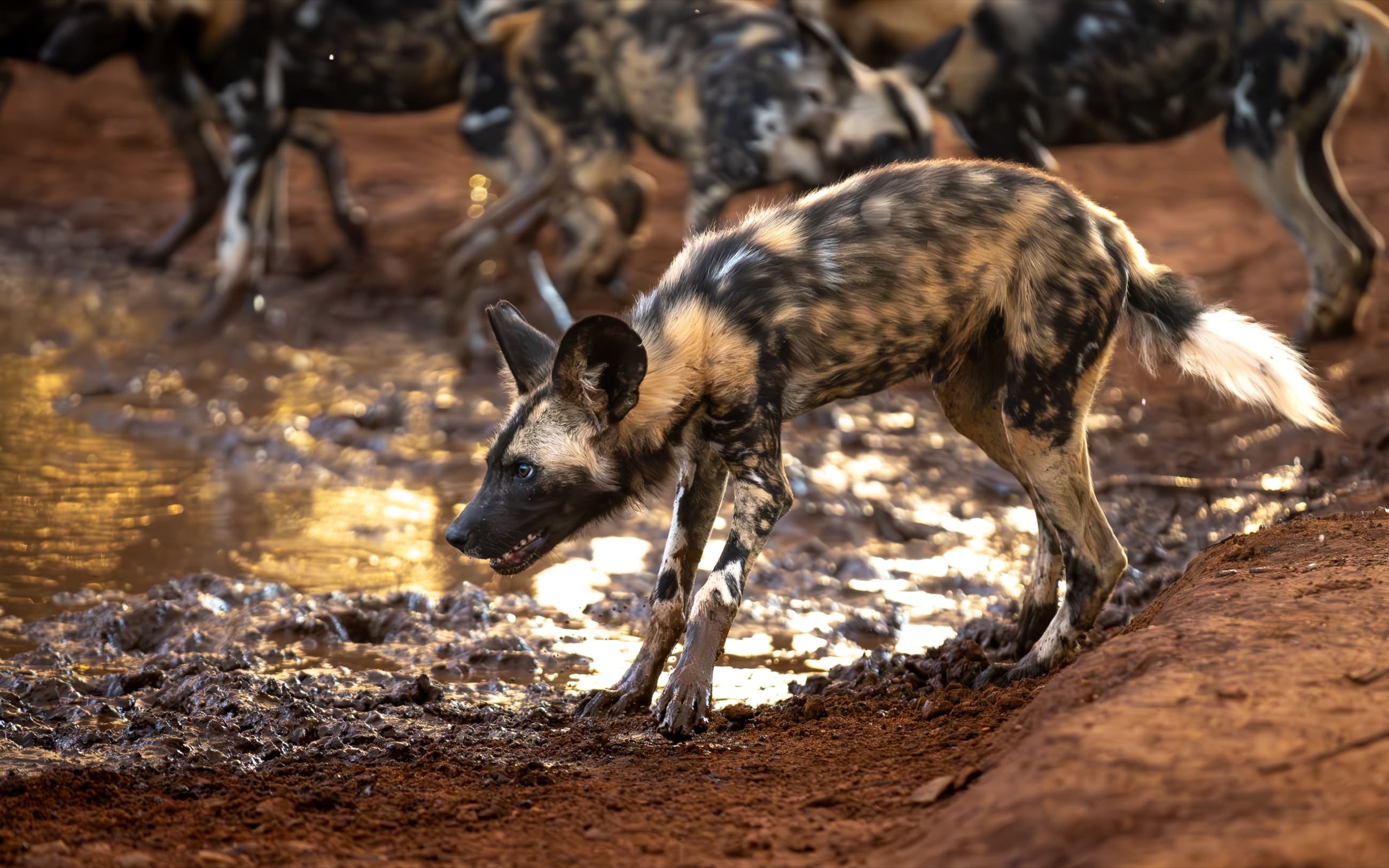 Safari & Wildlife