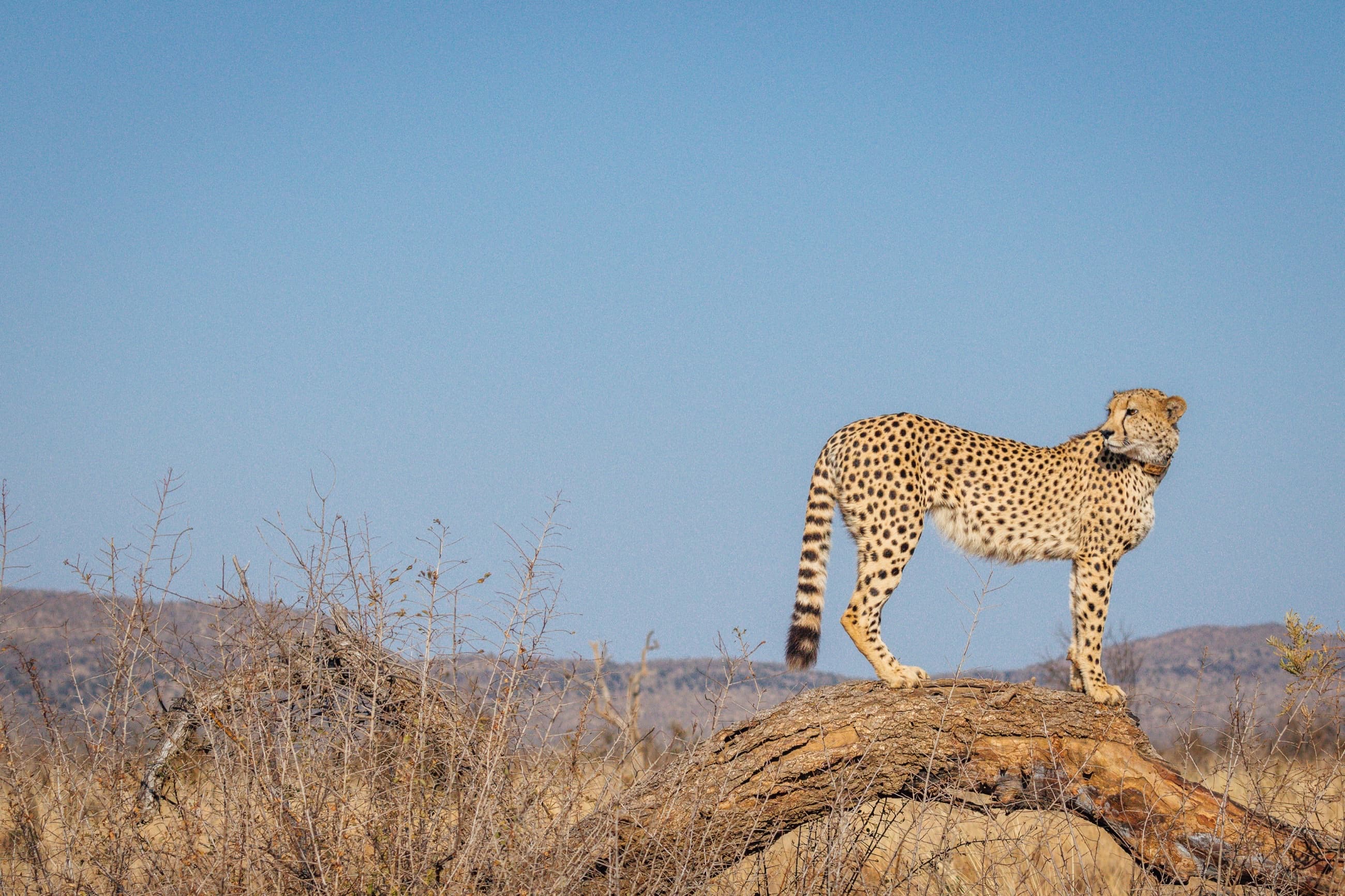 Safari & Wildlife