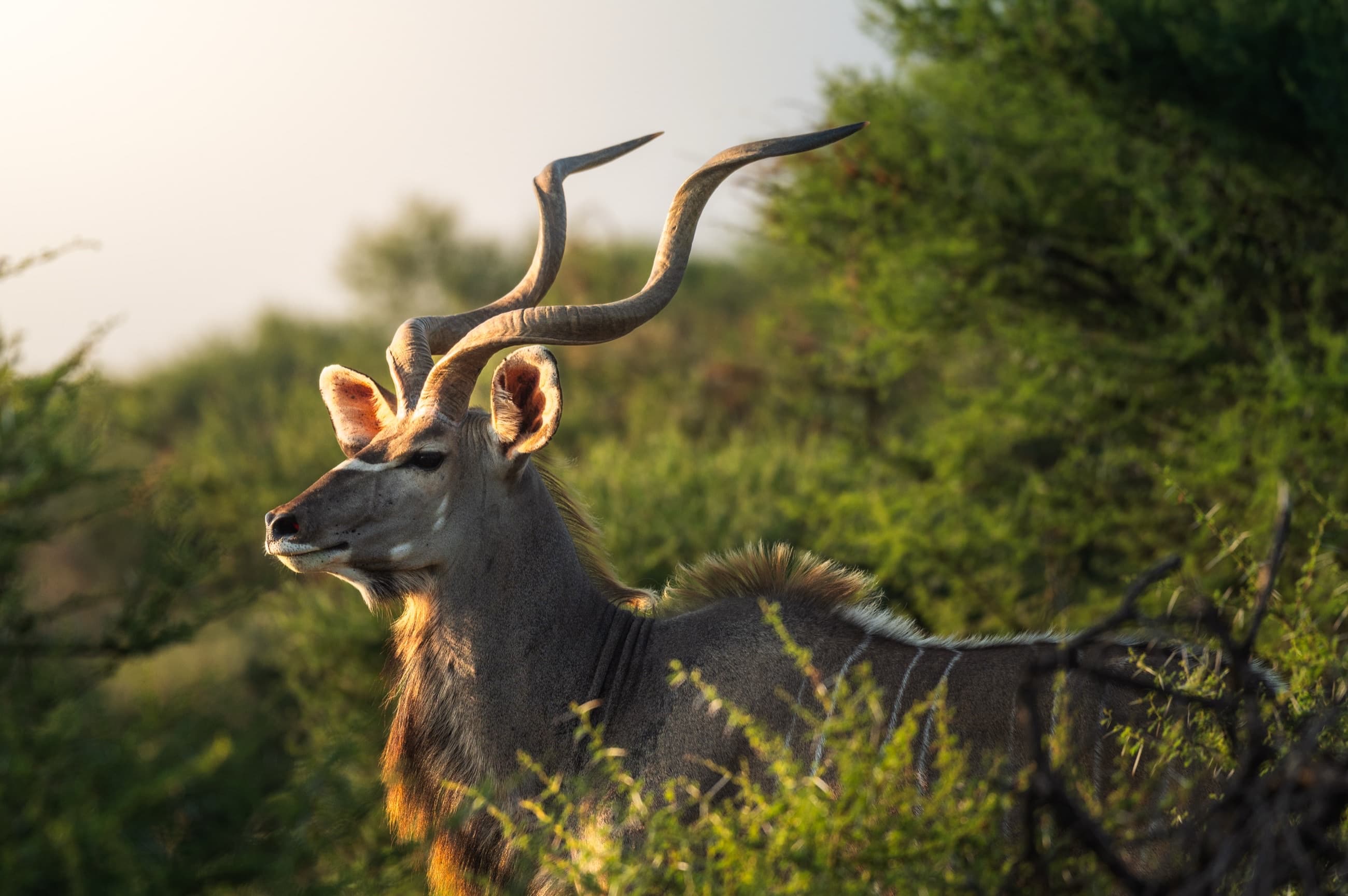 Safari & Wildlife