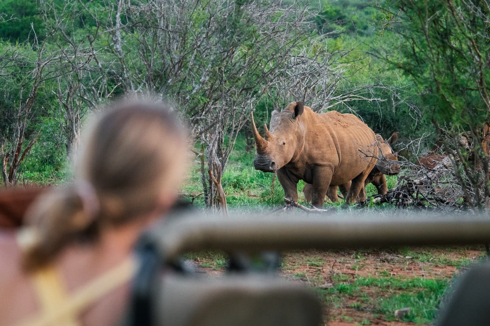 Safari & Wildlife