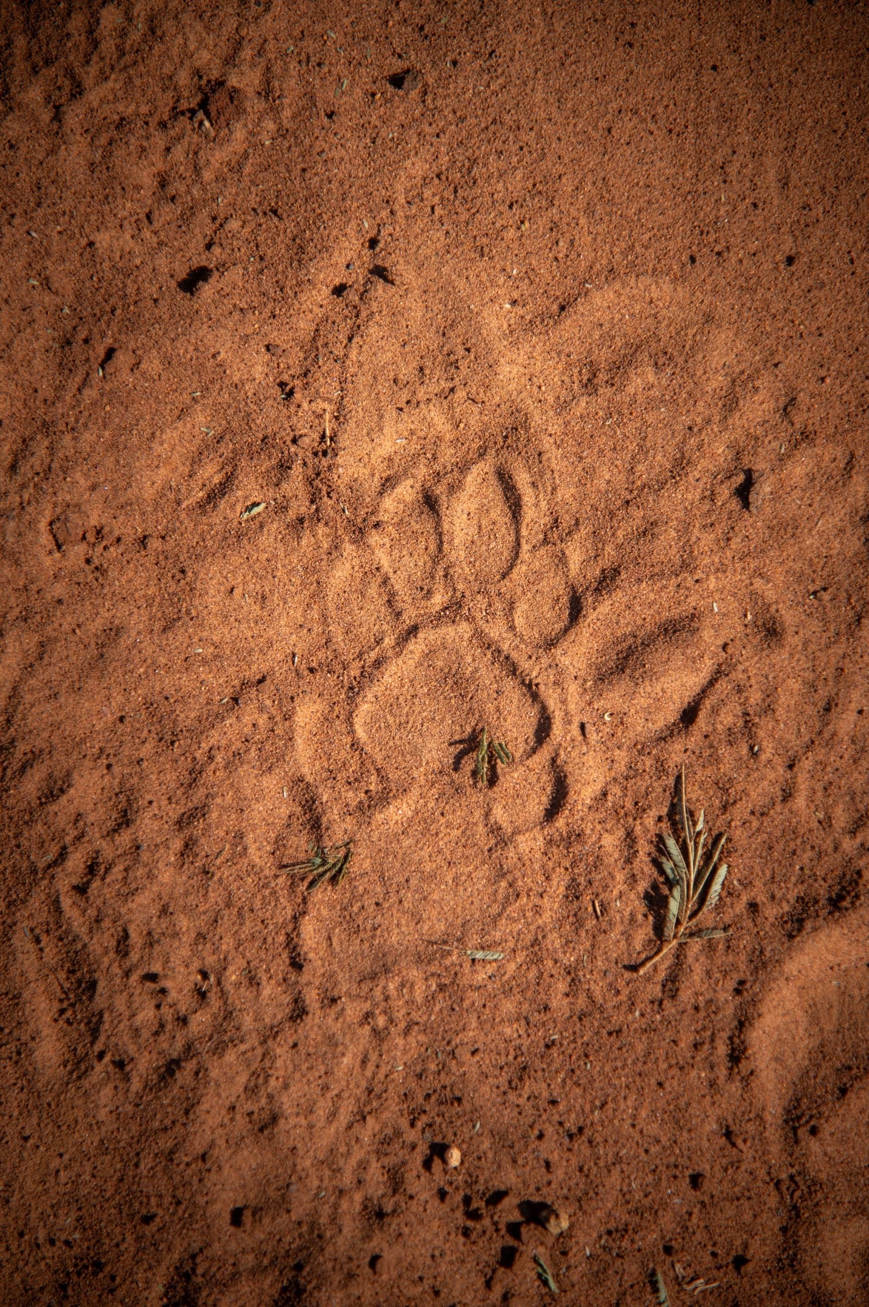 Junior Rangers Programme