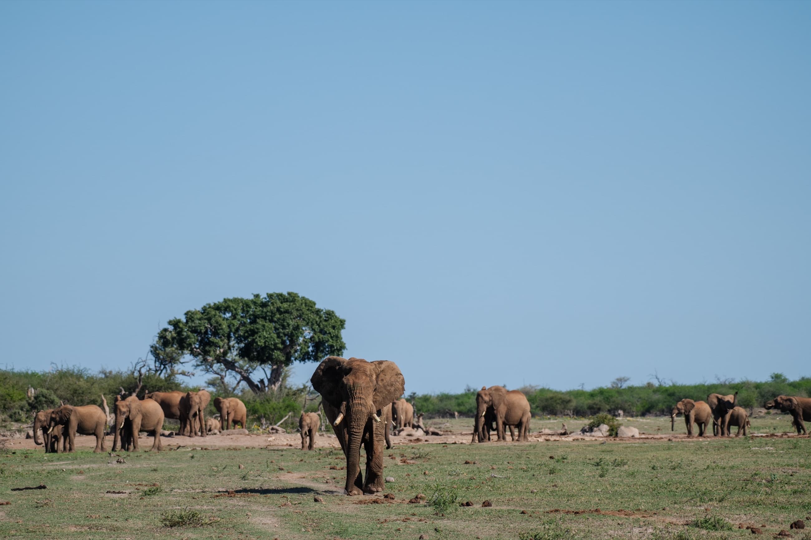 Safari Experience