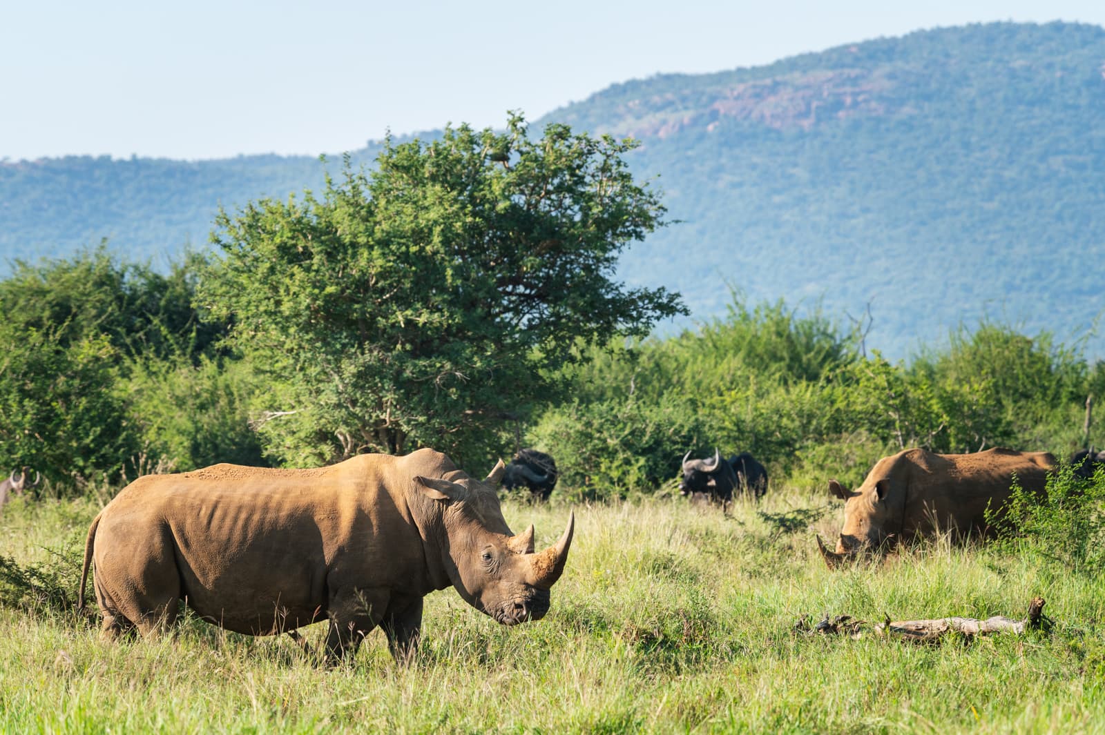 Rhino Notching
