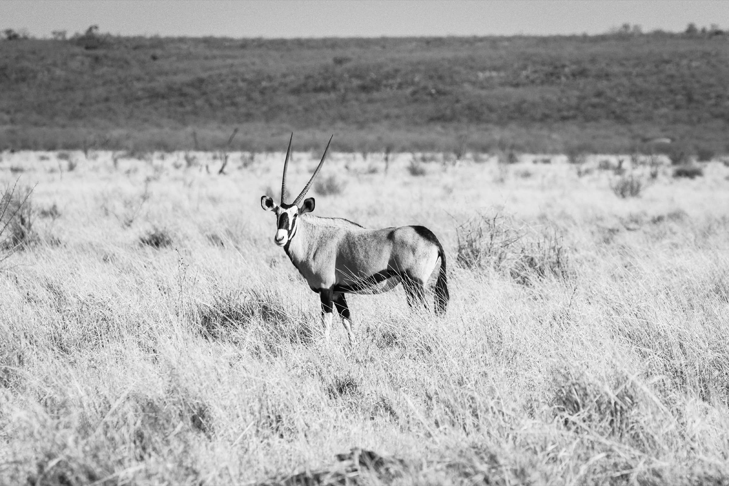 Safari Experiences at Jaci's