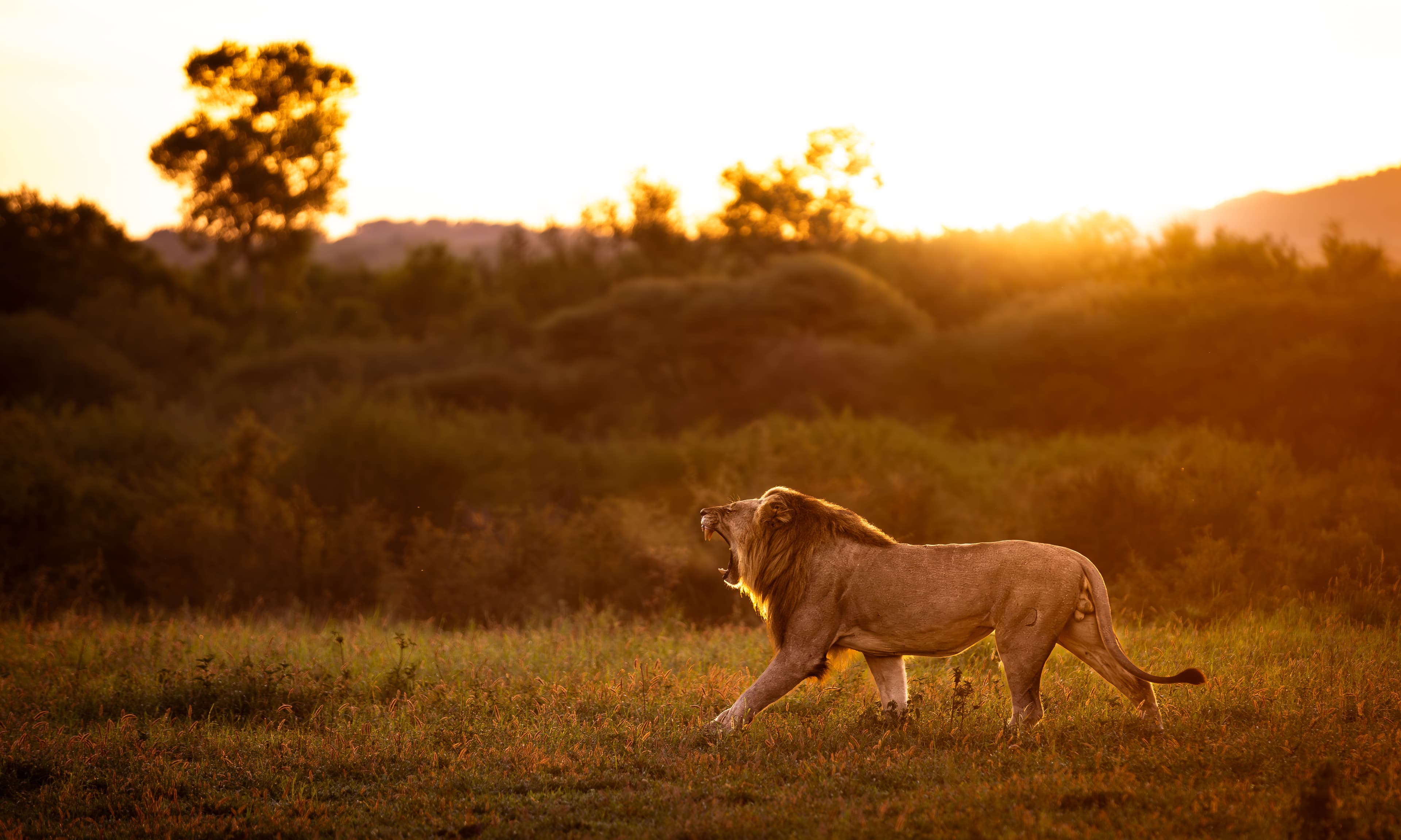 African Big Five Safari in Malaria Free Madikwe Game Reserve