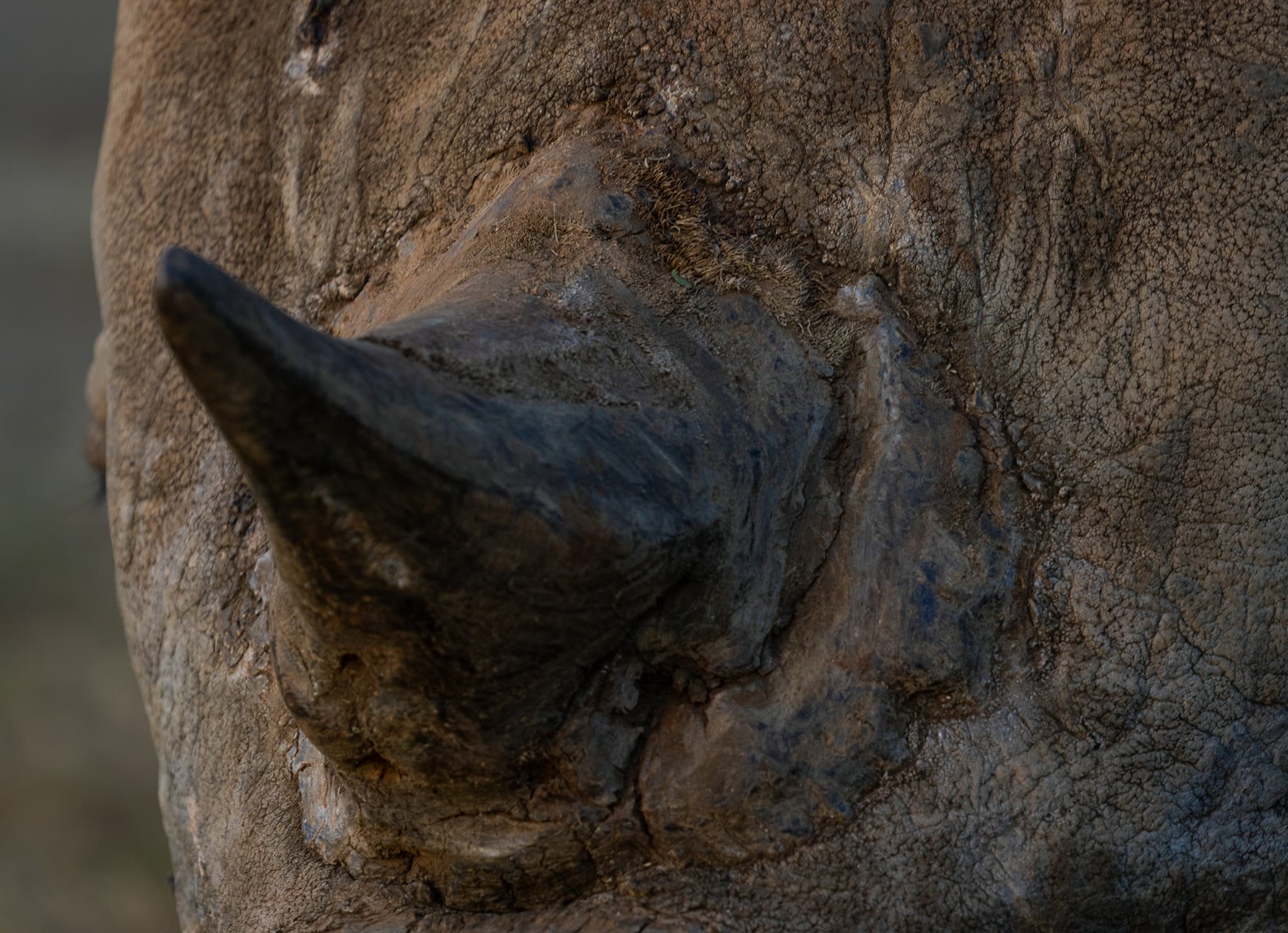 Conservation Safaris