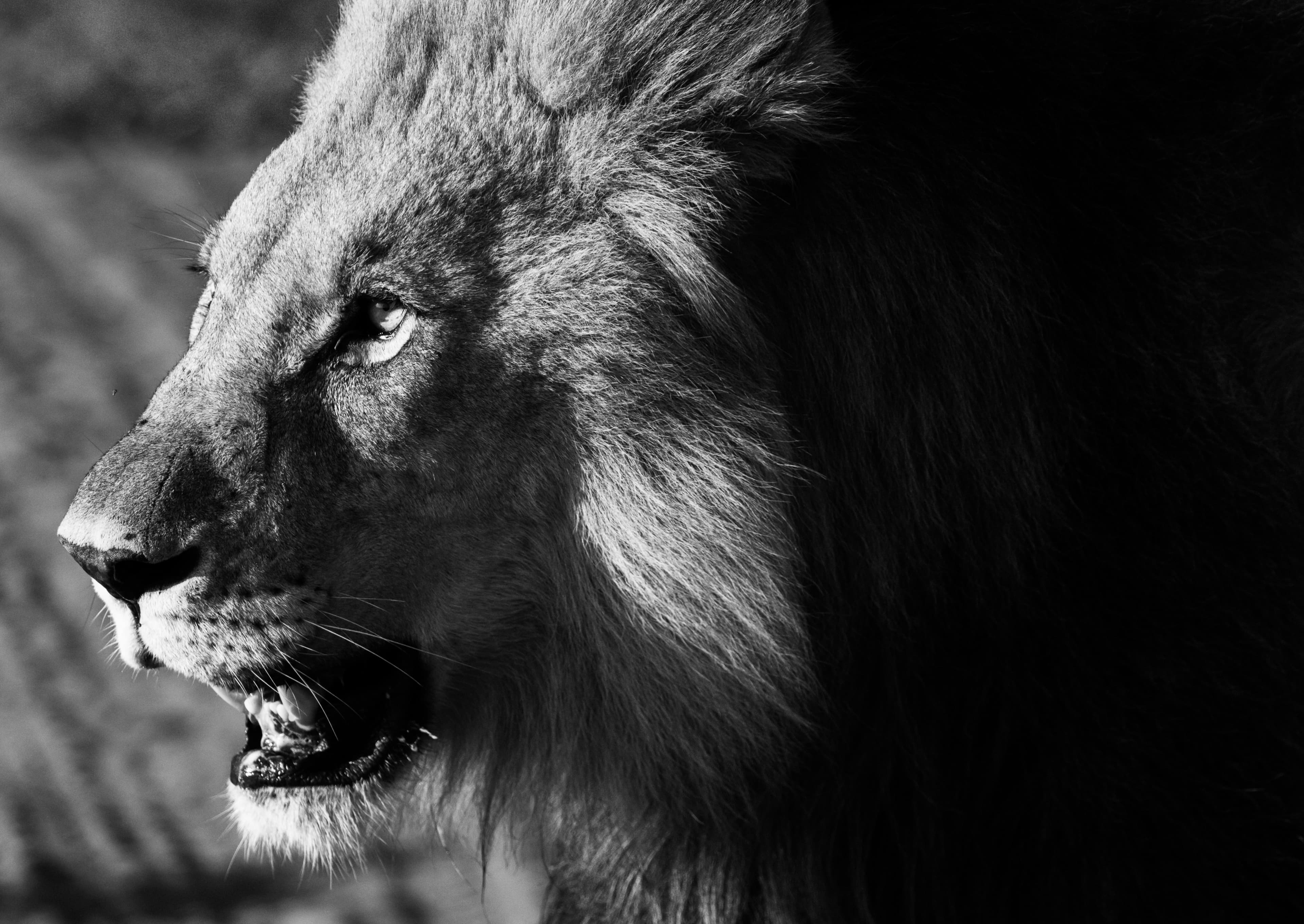 Lions in Madikwe: Safari Lodge Guide