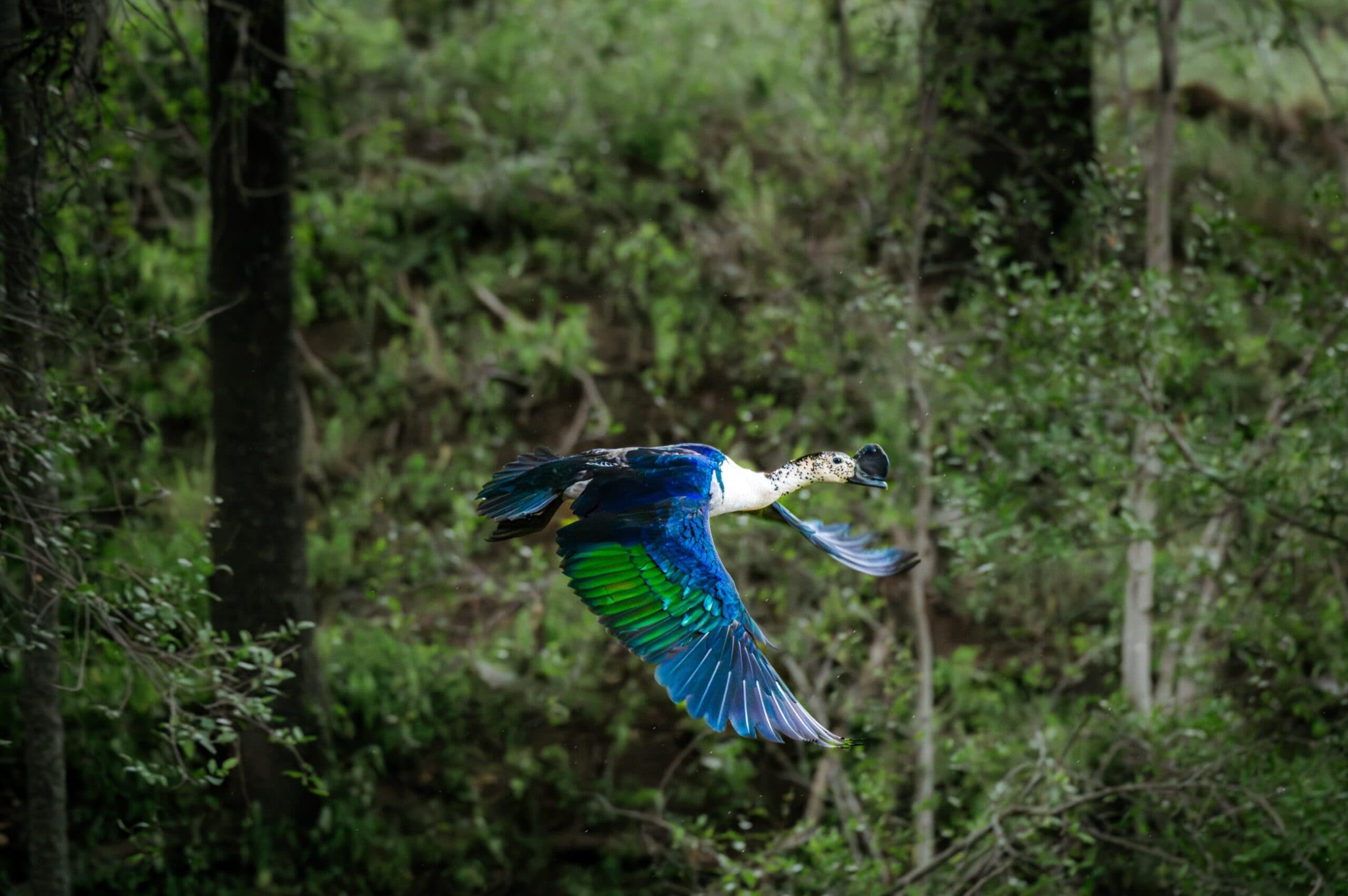 Over 350 Bird Species