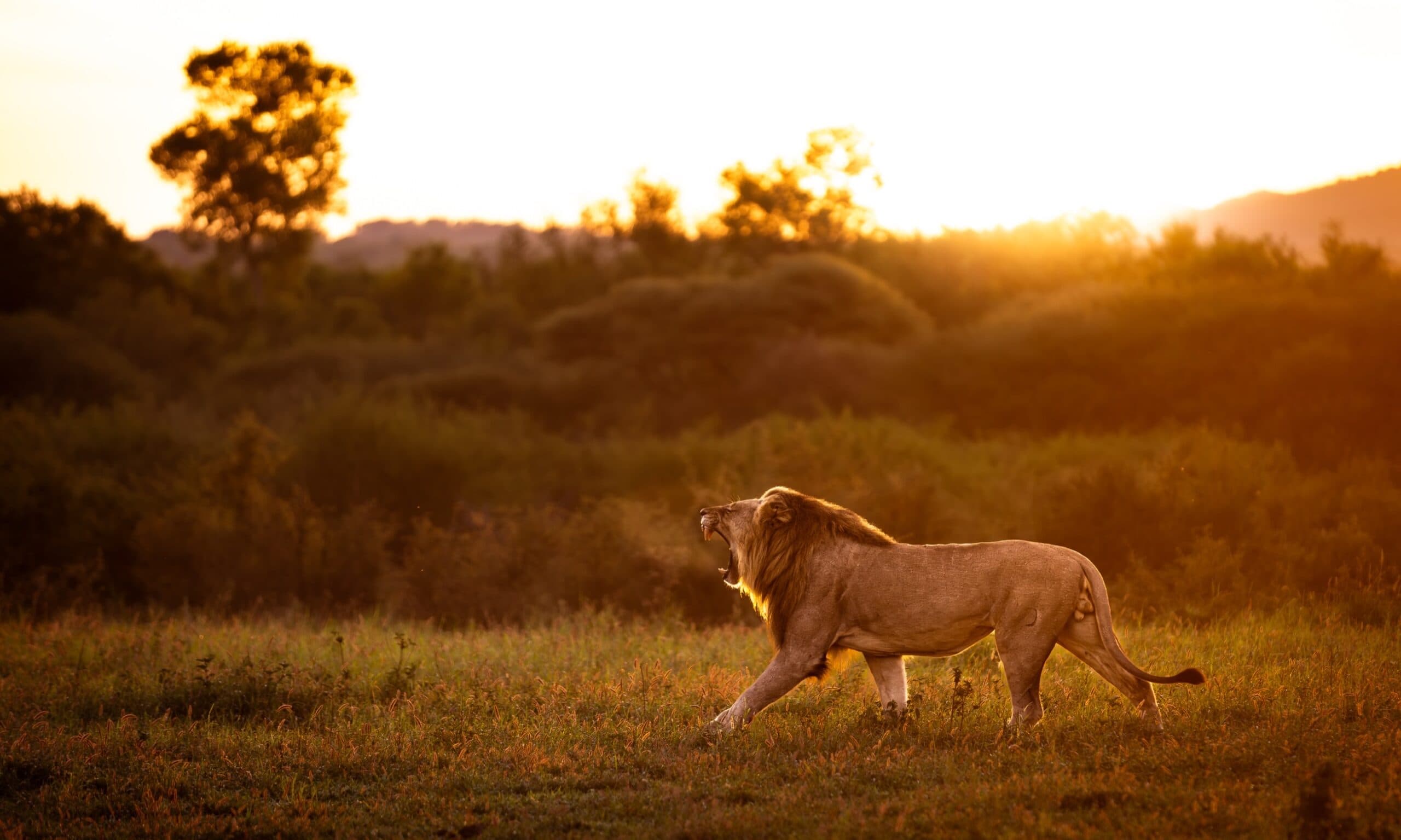 Madikwe & Wildlife