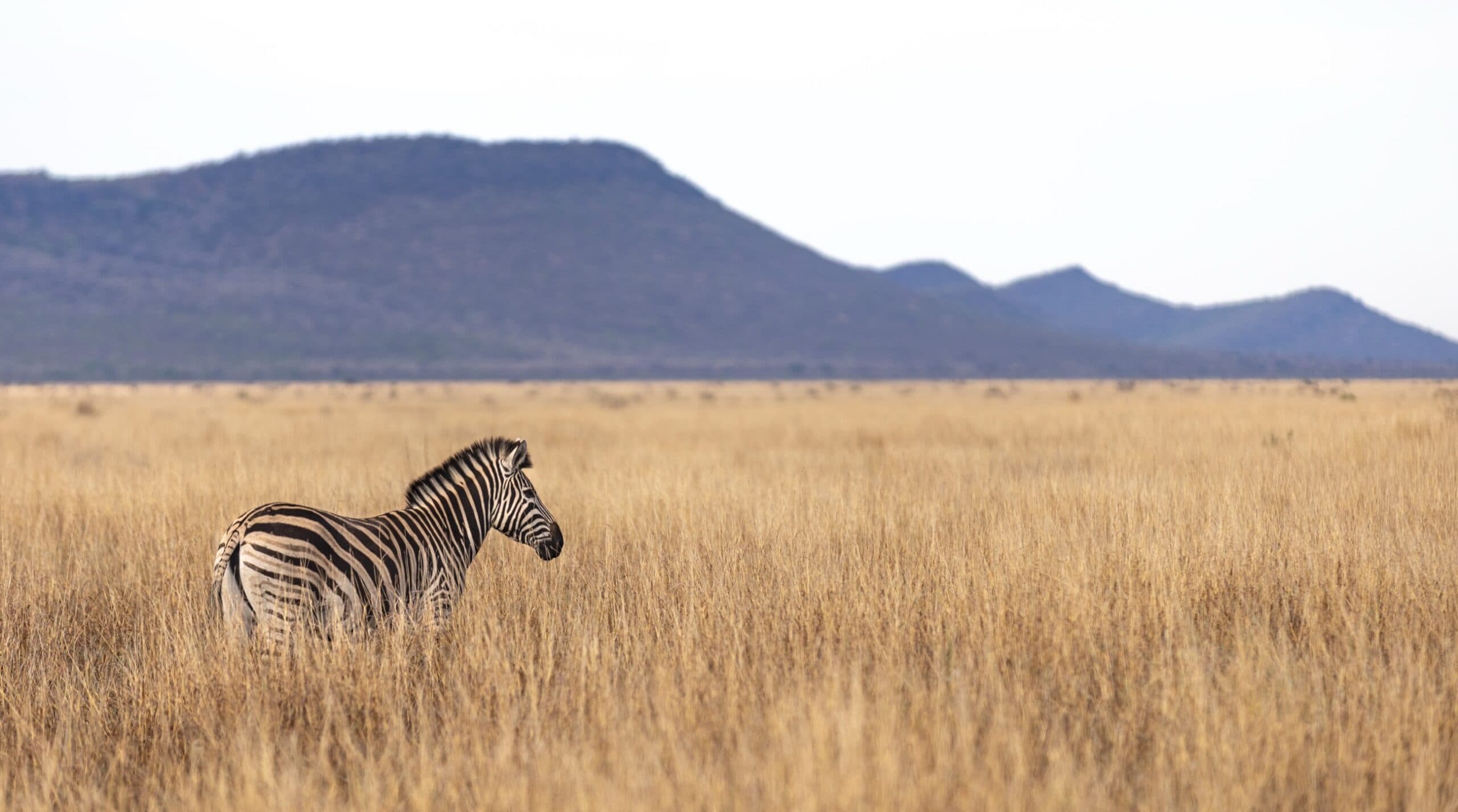 Plan Your Family Safari