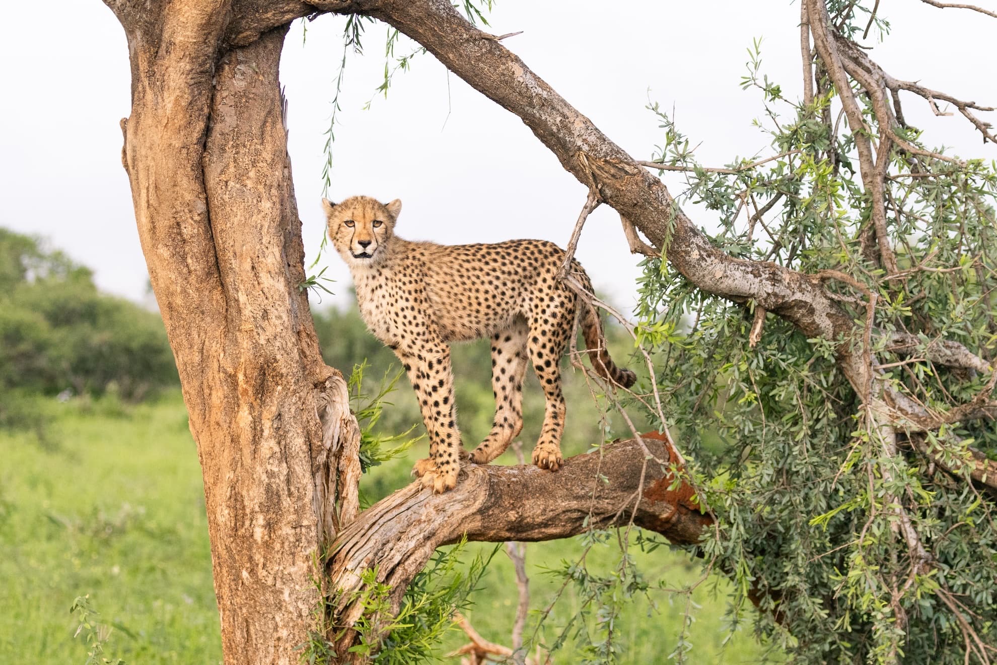 Madikwe Top 10