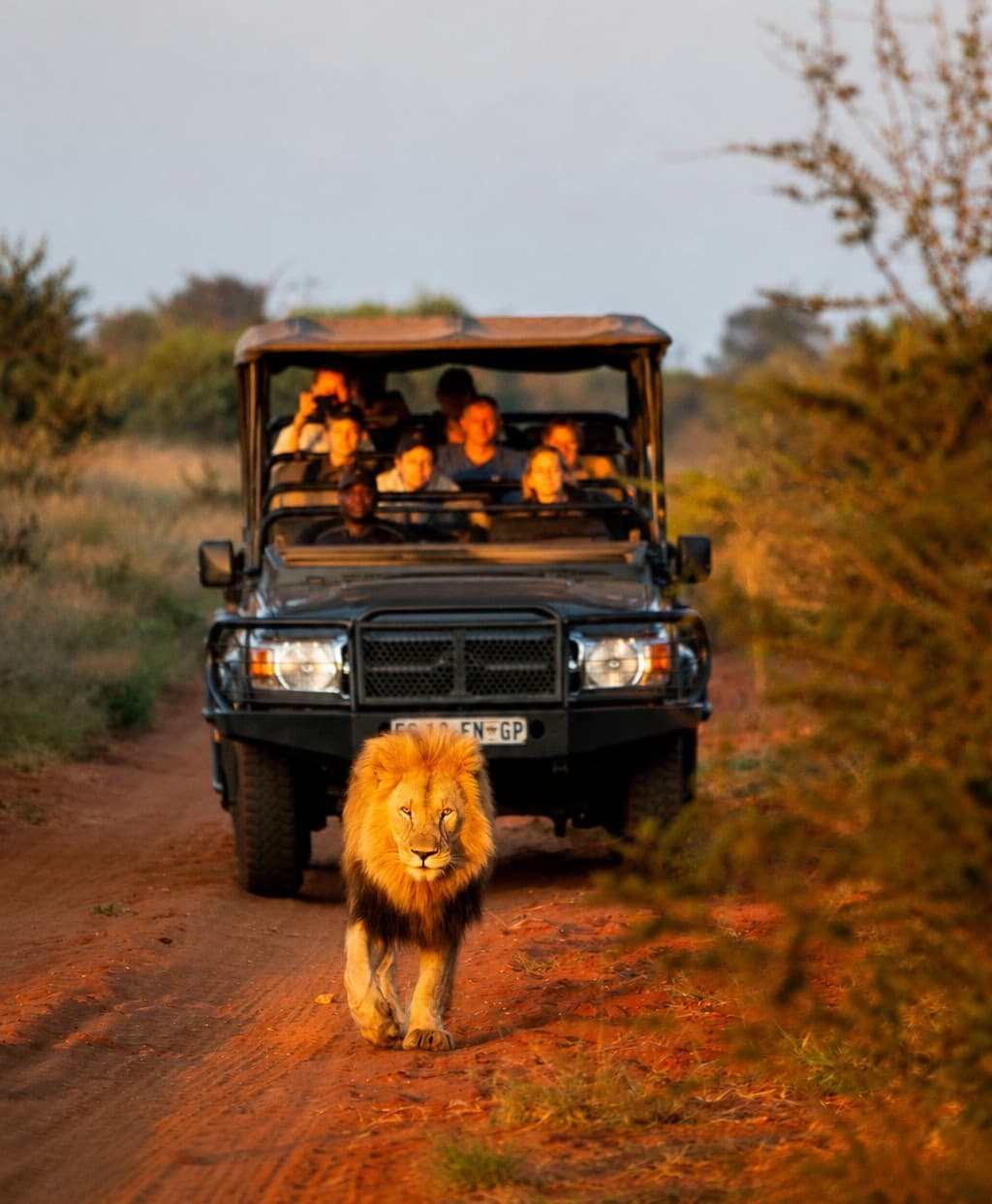 Already Chosen Madikwe? Now Choose the Lodge That Feels Right