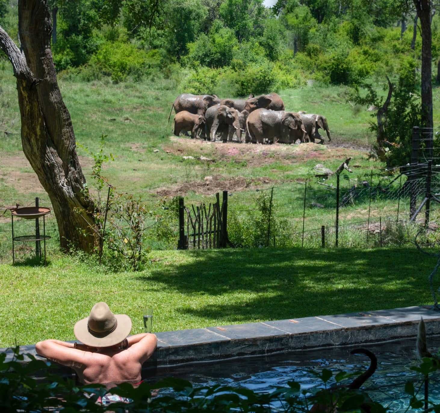 A Strong Choice Among Madikwe Game Reserve Lodges